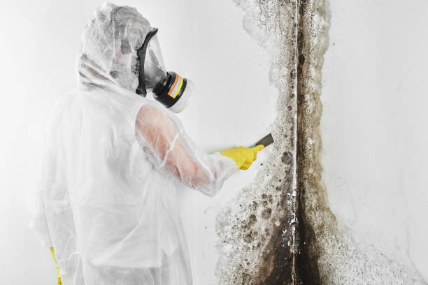 Biohazard Mold Removal in Flatonia, TX